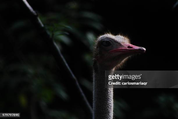 la elegancia del avestruz - elegancia stock-fotos und bilder