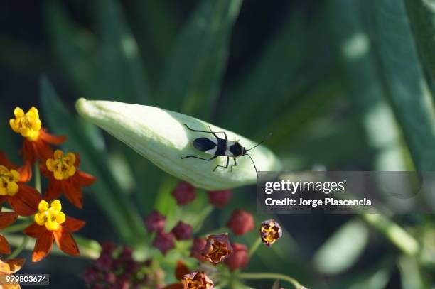 insecto - insecto stock pictures, royalty-free photos & images