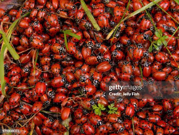ladybugs - ladybug swarm stock-fotos und bilder