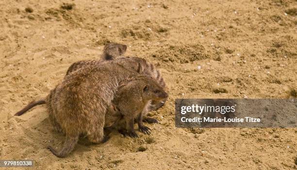 banded mongoose - rock hyrax stock pictures, royalty-free photos & images