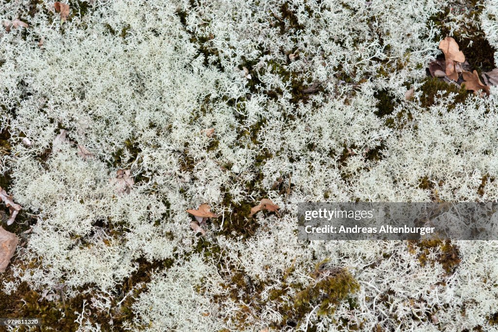 Lichen background