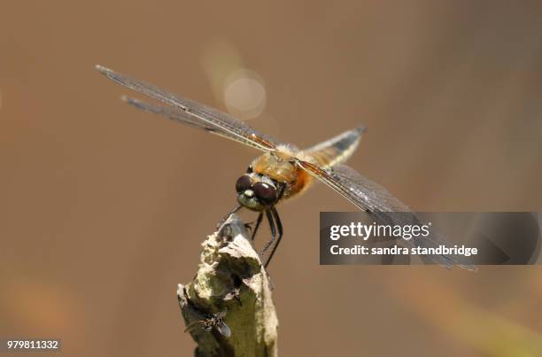 a stunning four-spotted chaser (libellula quadrimaculata) perching on a branch at the edge of a pond. - libellulidae stock pictures, royalty-free photos & images