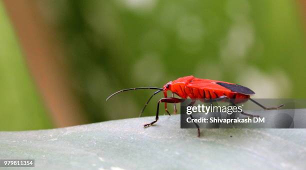 red cotton bug - red cotton bug stock pictures, royalty-free photos & images