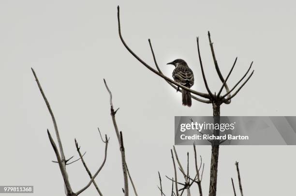 wattlebird (anthochaera) perching on dry branch, cape schanck, victoria, australia - perch stock pictures, royalty-free photos & images