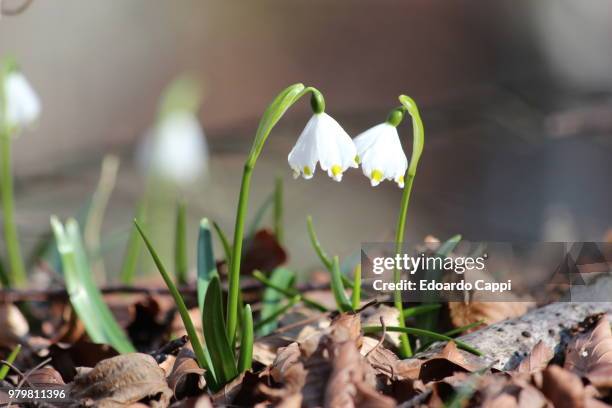 bucaneve - bucaneve stockfoto's en -beelden