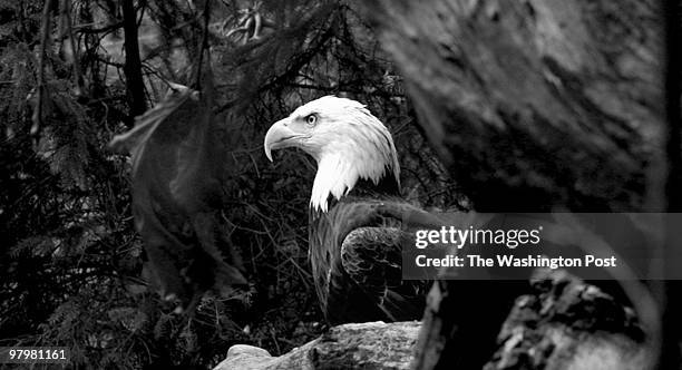 April 18, 2008 CREDIT:Joe Elbert National Zoo SLUG:PH-Beaver Valley Zoo Tales Female bald eagle, Sam. Sam is at least 25 years old and came to the...