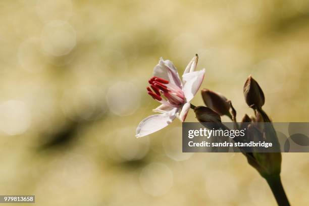 a pretty flowering rush (butomus umbellatus) growing at the edge of a pond. - umbellatus stock pictures, royalty-free photos & images
