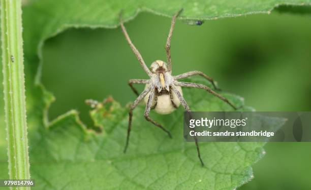 a large nursery web spider ( pisaura mirabilis) carrying its egg sack under its body perching on a leaf. - sac stock-fotos und bilder