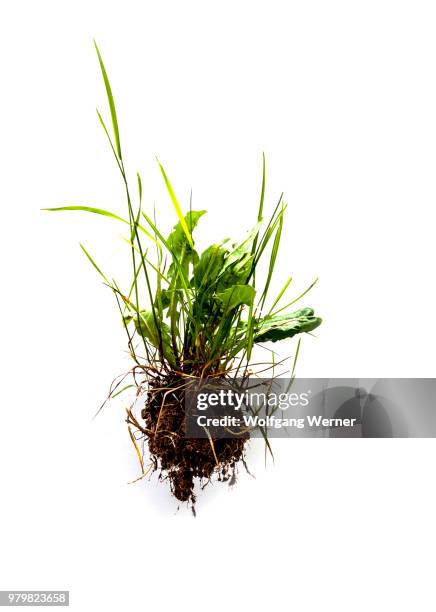 small patch of grass on white ( hovering ) - grass isolated stock-fotos und bilder