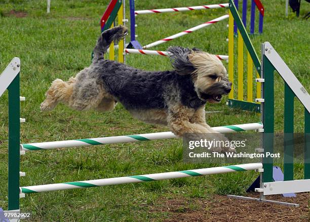 Dogs of all shapes and sizes competed with their owners at the Touch and Go Agility Club tournament at Prince William Fairgrounds. The canines...