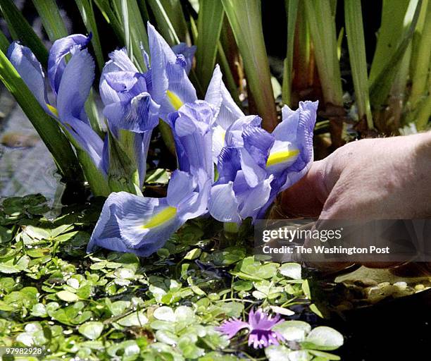 Bright sunshine warmed spring gardners as they browsed through displays at the Spring Fling 2001, a lawn and landscape show at the Prince William...