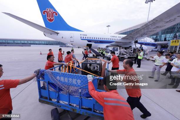 Giant Panda Wei Wei is seen loaded on an airplane before returning to its hometown Sichuan at Wuhan Tianhe International Airport on June 20, 2018 in...