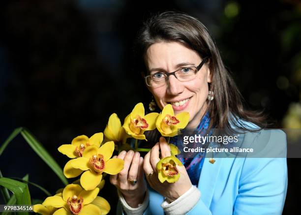 March, Germany, Mainau: Bettina Countess Bernadotte smeels orchids in the palm house at the Lake Constance island Mainau. The flowering island...