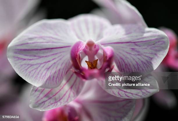 March, Germany, Mainau: A Phalaenopsis-Hybrid orchid blossoms in the palm house at the Lake Constance island Mainau. The flowering island informs...