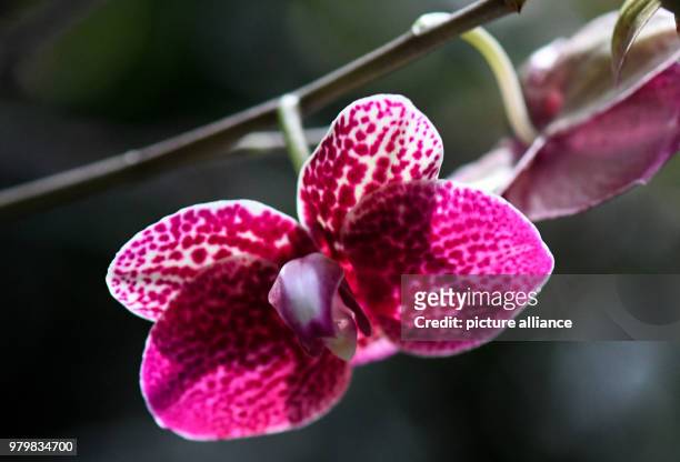 March, Germany, Mainau: A Phalaenopsis-Hybrid orchid blossoms in the palm house at the Lake Constance island Mainau. The flowering island informs...