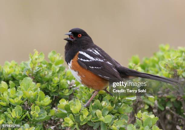 spotted towhee - towhee fotografías e imágenes de stock