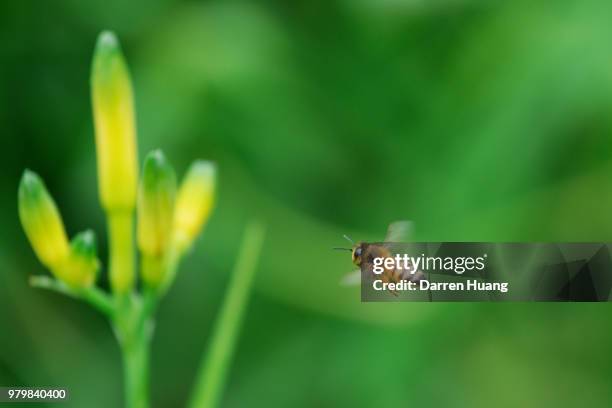 honey bee flying around orange day-lily - in de lucht zwevend stockfoto's en -beelden