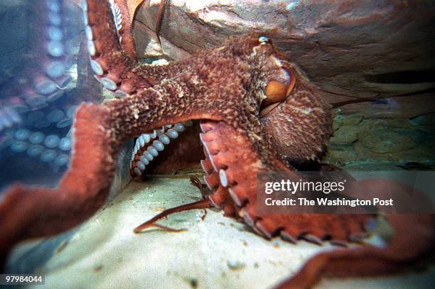 Zoo- Volunteers doing behavioral watches of the animals at the National Zoo. The Pacific octopus called Melissa, stirring about in her aquarium in...