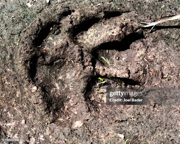 animal's calling card--or imprint - calling card design stock pictures, royalty-free photos & images
