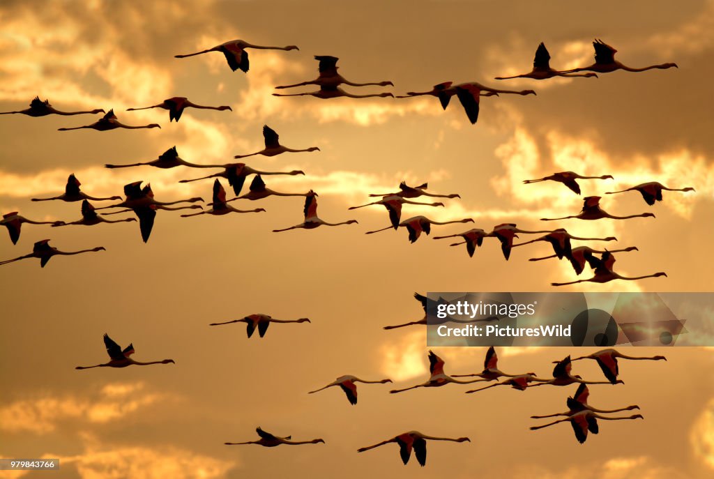 Greater flamingos (Phoenicopterus roseus) flying against sky, Swakopmund, Erongo, Namibia