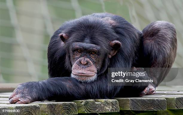 billy no mates - common chimpanzee stock pictures, royalty-free photos & images