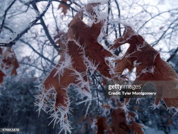 icy leaves - tyler frost stockfoto's en -beelden