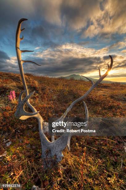 Antler High-Res Stock Photo