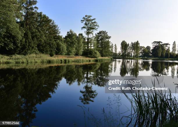 forest by lake, sachsen-anhalt, germany - saxony anhalt stock pictures, royalty-free photos & images
