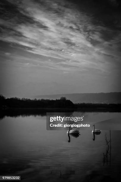 la quiete del cigno - cigno stockfoto's en -beelden