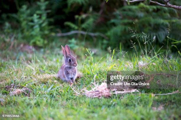 little rabbit - um animal stock pictures, royalty-free photos & images