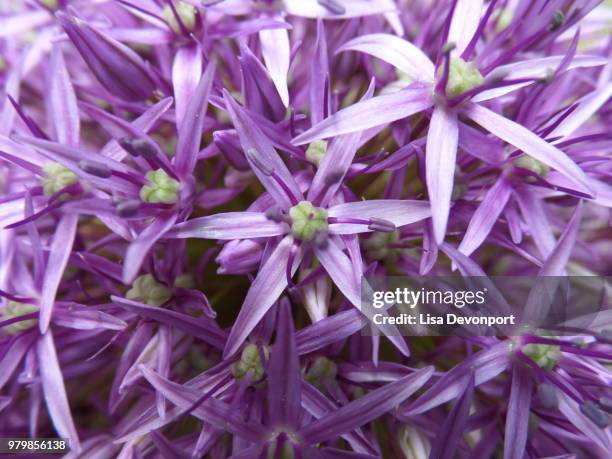 alium macro - alium stockfoto's en -beelden