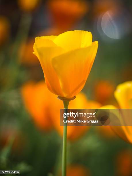 little tulip - california poppies stock pictures, royalty-free photos & images