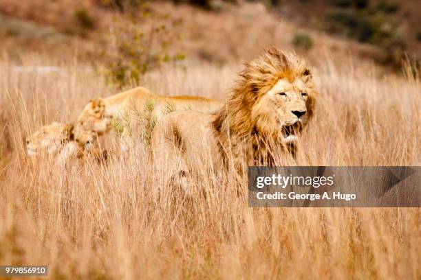 lions in the grassland - hugo jaeger stock-fotos und bilder