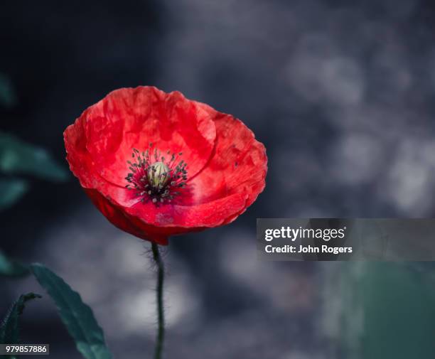 asian poppy - poppy rogers stock pictures, royalty-free photos & images
