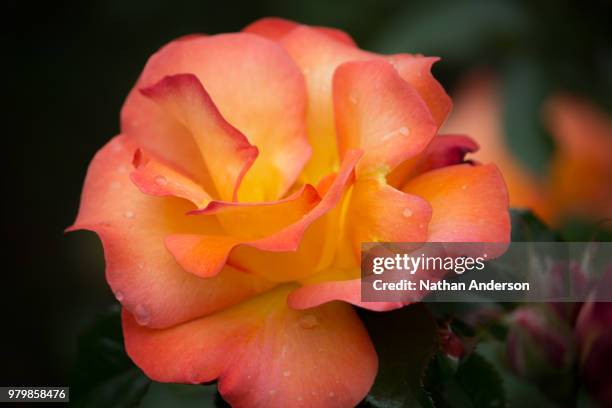 rose from the rose city - nathan rose stock pictures, royalty-free photos & images