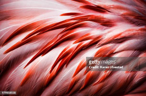 close-up of flamingo feathers - flamingos fotografías e imágenes de stock
