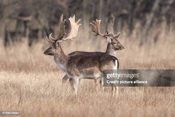 March 2018, Germany, Moenchbruch: Two fallow deers graze in high gras on a meadow near Frankfurt airport. Photo: Fabian Sommer/dpa