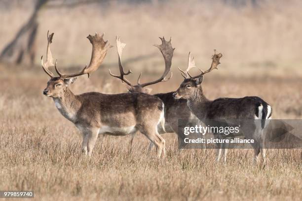 March 2018, Germany, Moenchbruch: Two fallow deers graze in high gras on a meadow near Frankfurt airport. Photo: Fabian Sommer/dpa