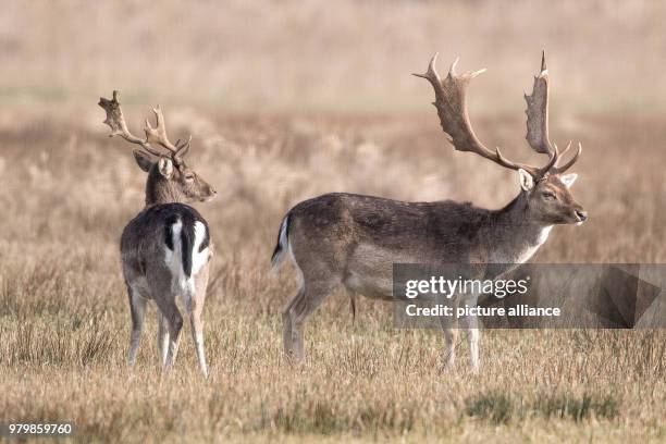 March 2018, Germany, Moenchbruch: Two fallow deers graze in high gras on a meadow near Frankfurt airport. Photo: Fabian Sommer/dpa