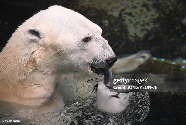 Polar bear, 23-year-old male named Tongki, eats iced fishes given out to help beat the summer heat at South Korea's Everland Amusement and Animal...