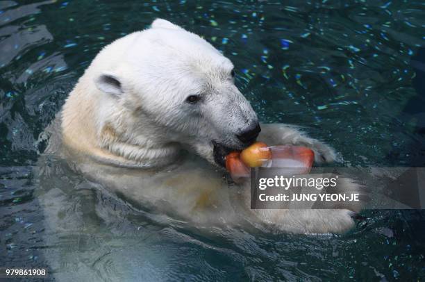 Polar bear, 23-year-old male named Tongki, eats iced fruits given out to help beat the summer heat at South Korea's Everland Amusement and Animal...