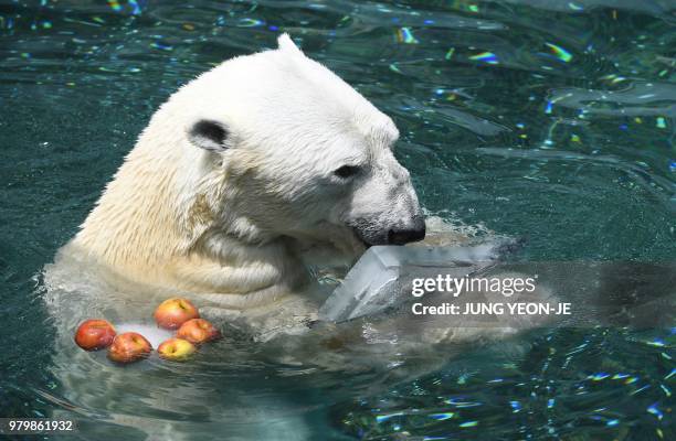 Polar bear, 23-year-old male named Tongki, snacks on an ice block given out to help beat the summer heat at South Korea's Everland Amusement and...