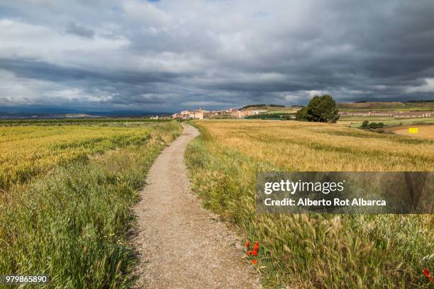 empty footpath in field, viana, navarra, spain - navarra stock pictures, royalty-free photos & images