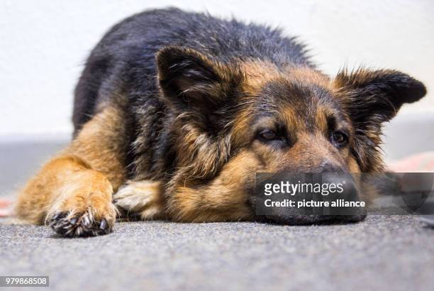 March 2018, Germany, Hiddensee: Island police officer Martina Dominik's German Shepherd dog, Maggie, lying in the police station in the town of Vitte...