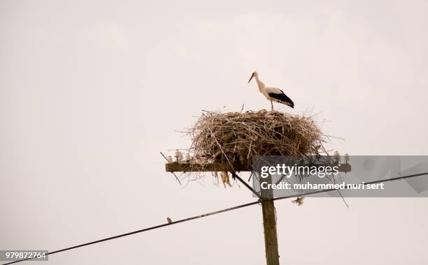 Laylek Leylek Photos and Premium High Res Pictures - Getty Images