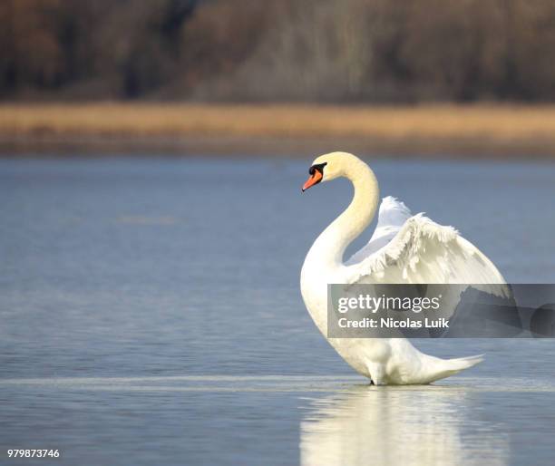 schwan - schwan stock pictures, royalty-free photos & images