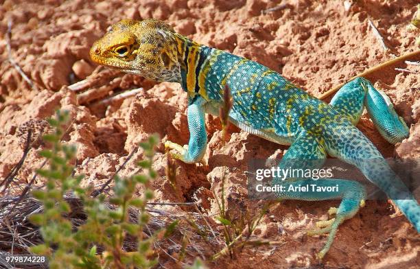 vivid scale - lagarto de collar fotografías e imágenes de stock