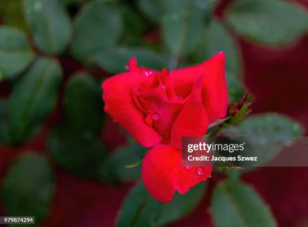 mayo rose - spreading mayo stock pictures, royalty-free photos & images