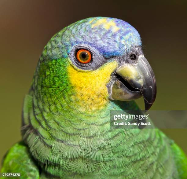 840 Amazon Parrot Photos Stock Photos High Res Pictures And Images 840-amazon-parrot-photos-stock-photos-high-res-pictures-and-images