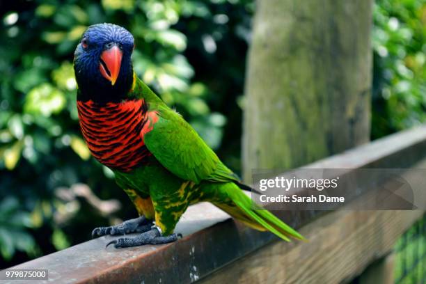lorikeet - lory stock pictures, royalty-free photos & images